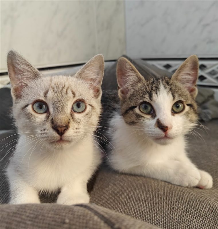 Lilo and Stitch, two young cats, sitting side by side on a sofa